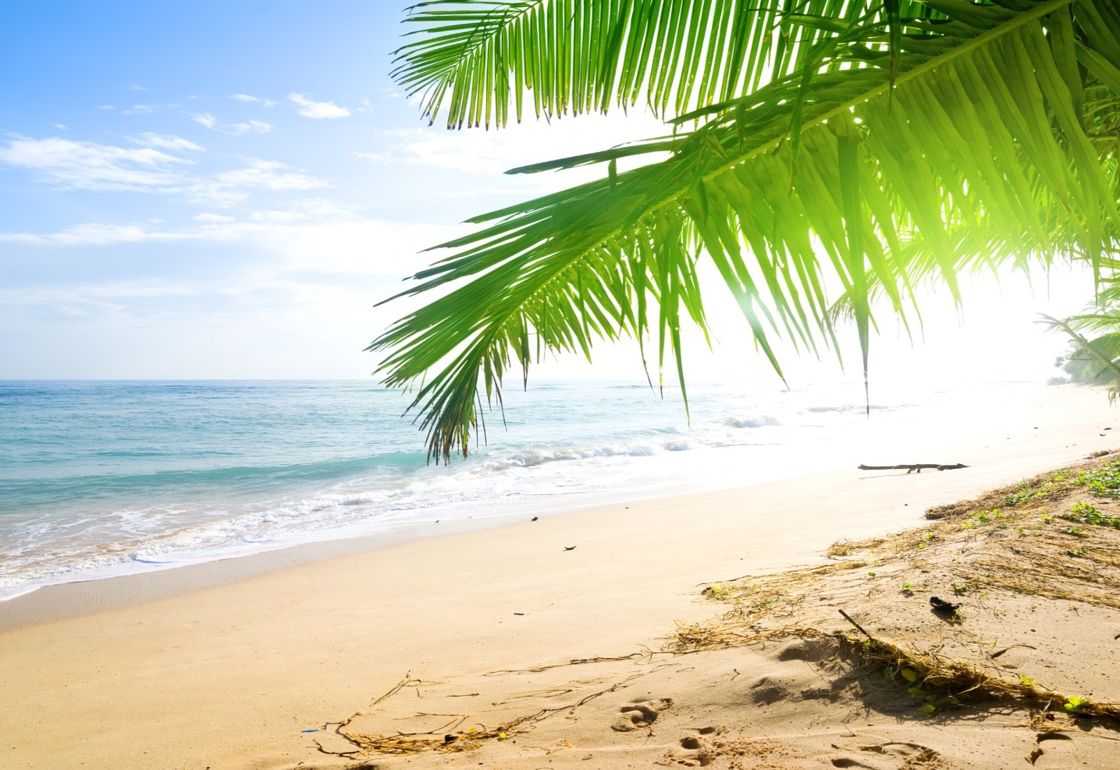 Calm ocean waves by sandy beach and palm trees